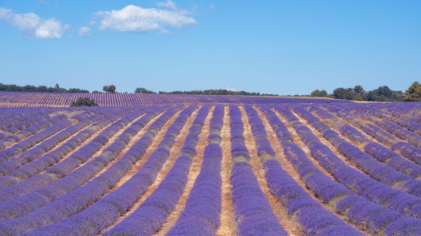 Provence Lavender Fields https://pixabay.com/photos/lavender-lavender-field-7341622/